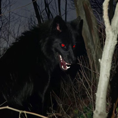 lonewolfprie - cartomancy (slowed +reverb)
