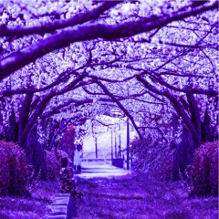 sakura prod fairoh