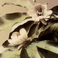lotus.