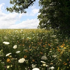 cover: No time to die By Bellie Ellish