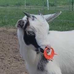 smokin tooka like a hookah