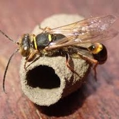 Mud Dauber