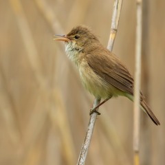 Reed Warbler And Sedge Interuption - MixPre - 6399