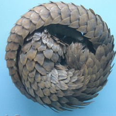 Petit Pangolin (avec Julie Salin)