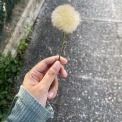 আমার পরান চায়