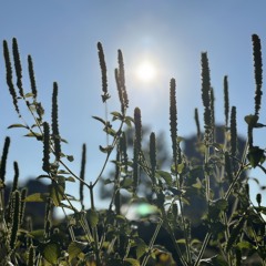 KXDEiNE KRRZ (boosted)