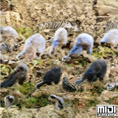 OWEN'S ECKO CHAMBER - MAGICAL LITE