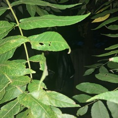 Making this bread (Brody)