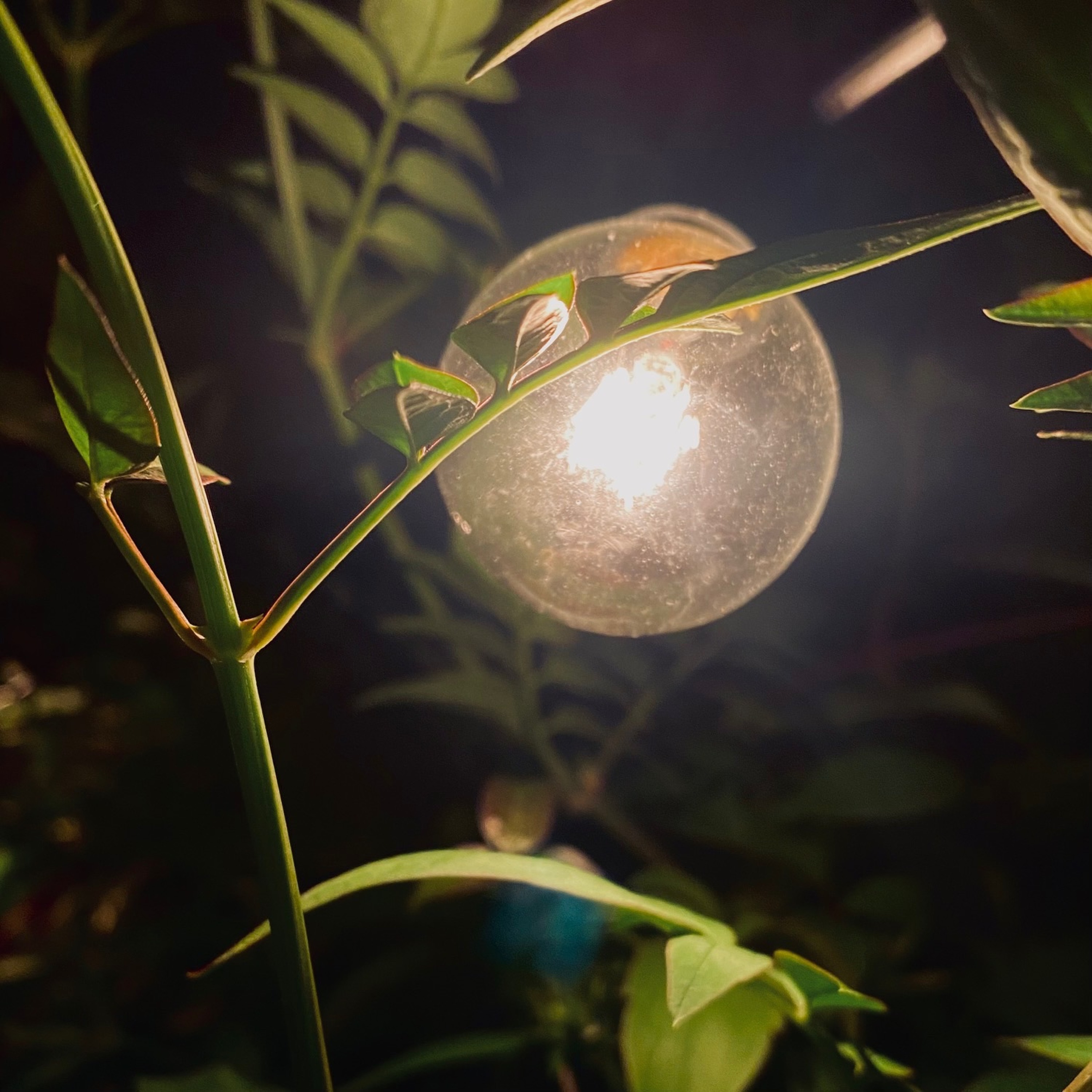 Verdant Recordings