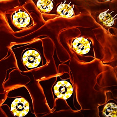 The Nucleus