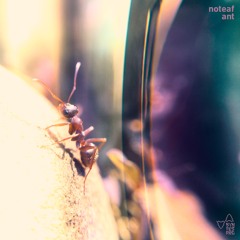 noteaf - Sixty Four