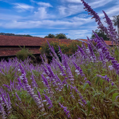 06.08.2025 - Cap. IX - Bem Aventurados os Mansos e Pacíficos - Obediência e Resignação (2)