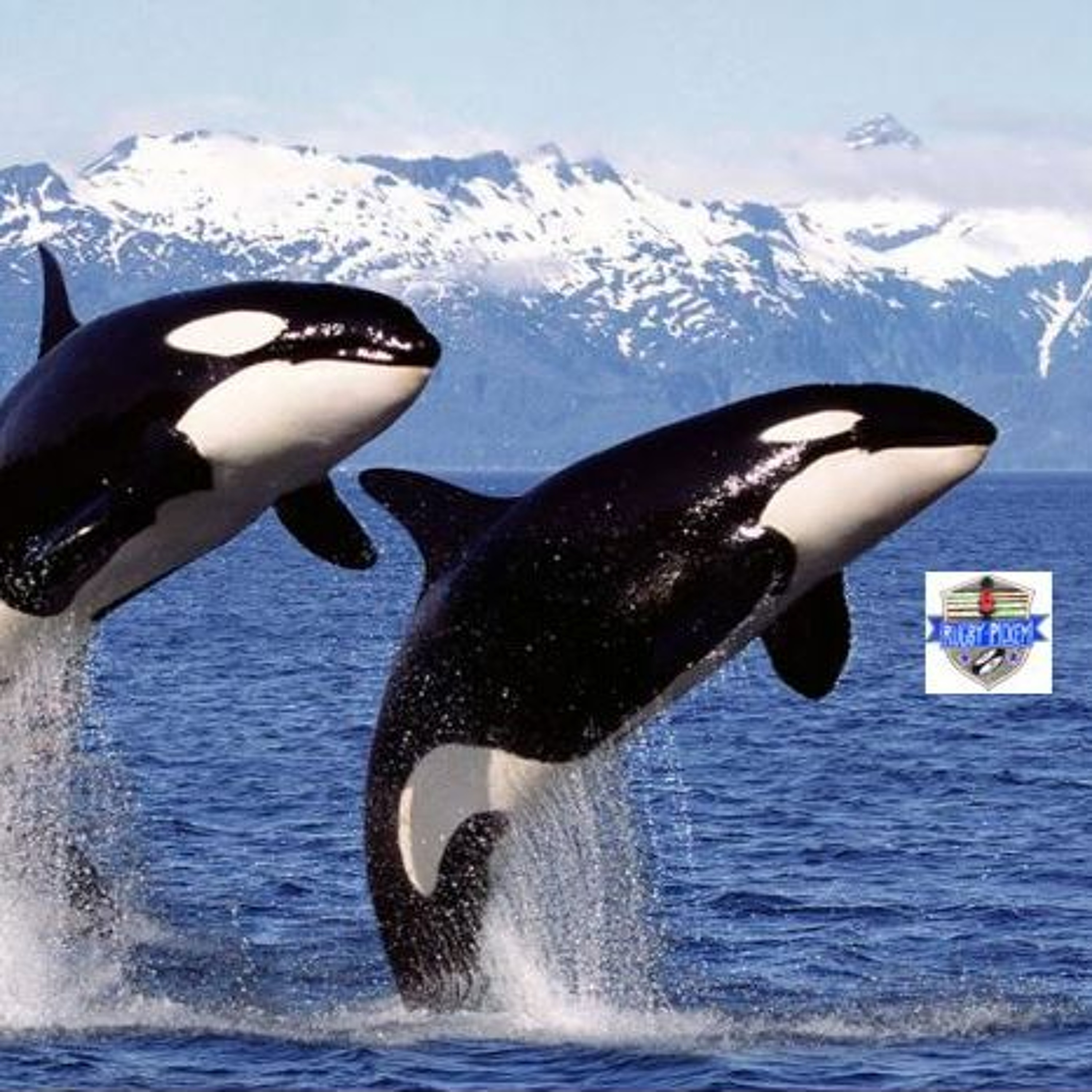 Seattle Seawolves #TheHuntForNumber3 episode artwork