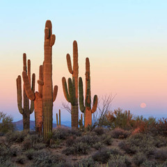 Cactus Jam