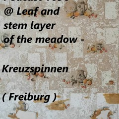 Podcast 1096 @ Leaf And Stem Layer Of The Meadow - Kreuzspinnen ( Freiburg ) 26 04 2024