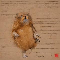 Magula