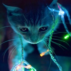 ☾☨Witches&Cats☨☾