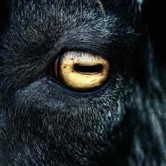 eye4eye (prod. CDMI x Hoppyboy)