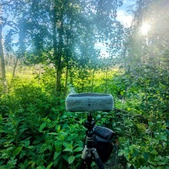 Beaver Hills Binaural Ambient 2024-06-30