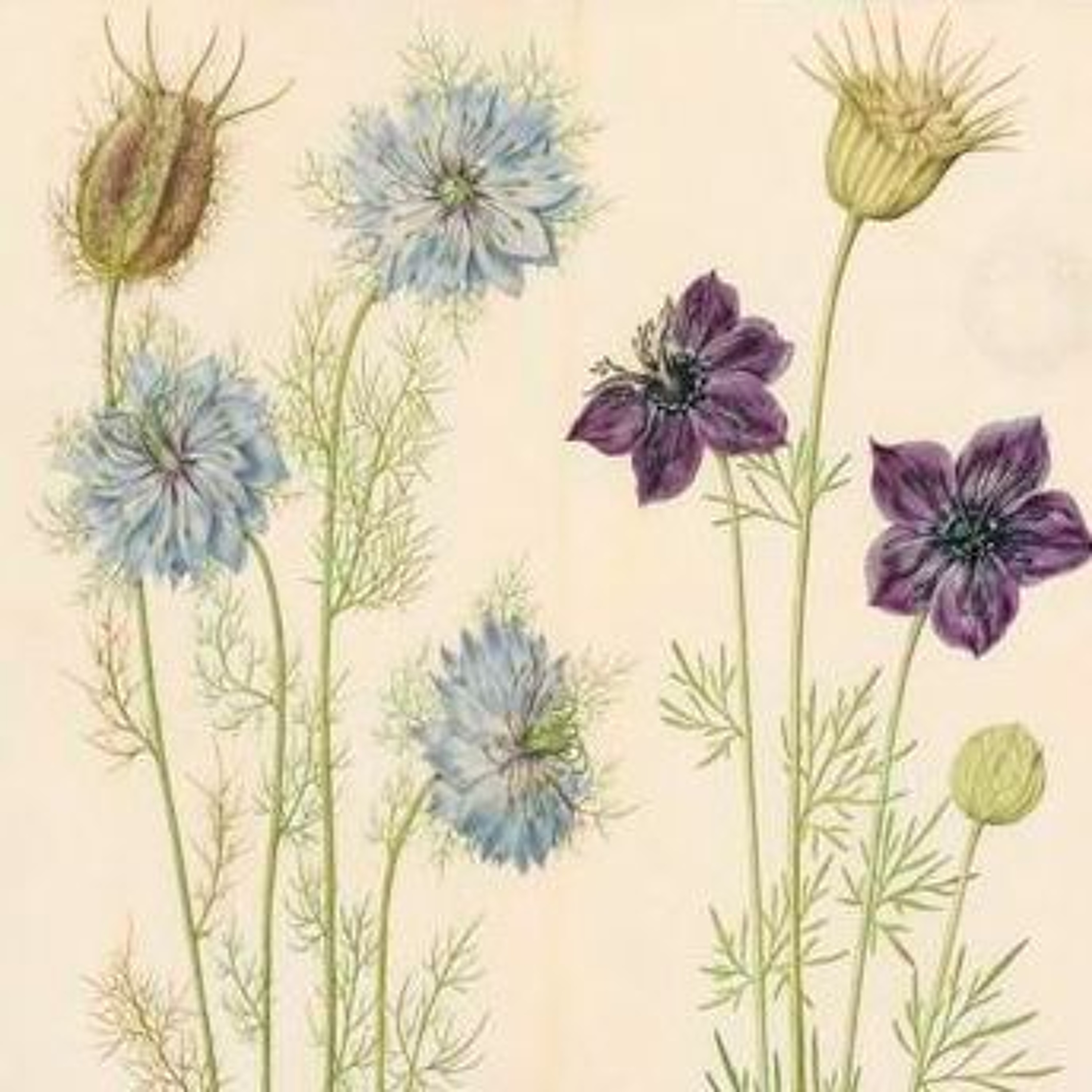 SAPORE E ODORE - N°139 NIGELLE episode artwork