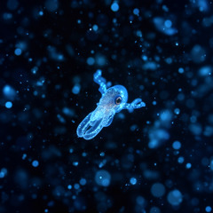 The Sleepless Sea