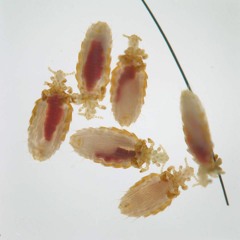 Should We Conserve Parasites? Some Scientists Say Yes