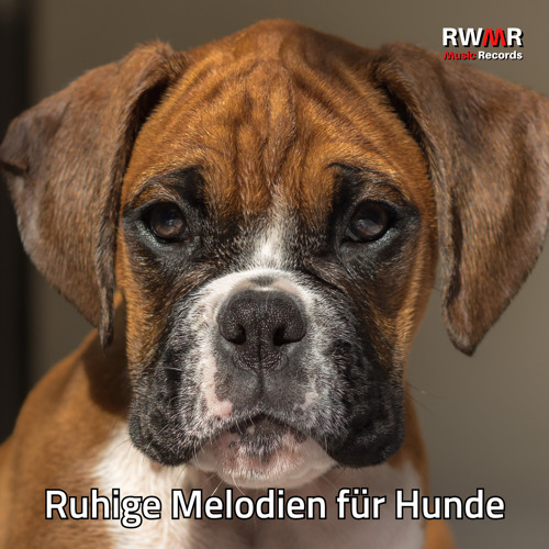 Primitives By Kathy Küchentuch 'Nicht Allein Trinken, Wenn Hund Da Ist' – Baumwoll-Geschirrtuch Mit Humorvollem Spruch