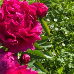 THE ROSE (Bette Midler)