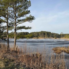 Assawoman Pond (a binaural field recording at an estuary)