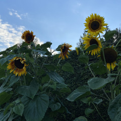 Black & Gold - Adele (Cover)