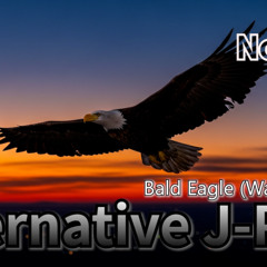 Bald Eagle (Washinosora)