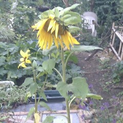 Owsley Sunshine - Tsanamah