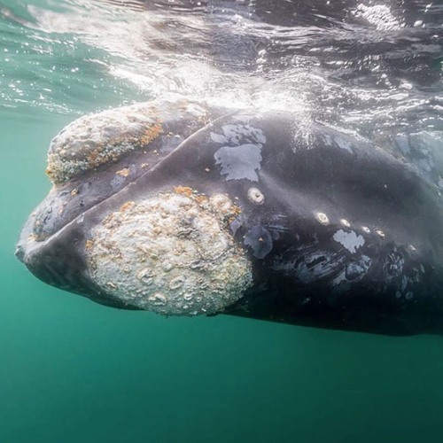 Up From The Deep, Dolphins & Curious Whales