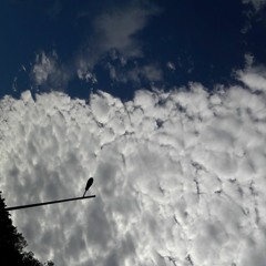 Ciel Rose