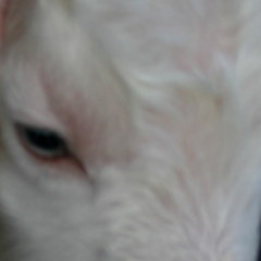 capture d'écran (taino23 flip)