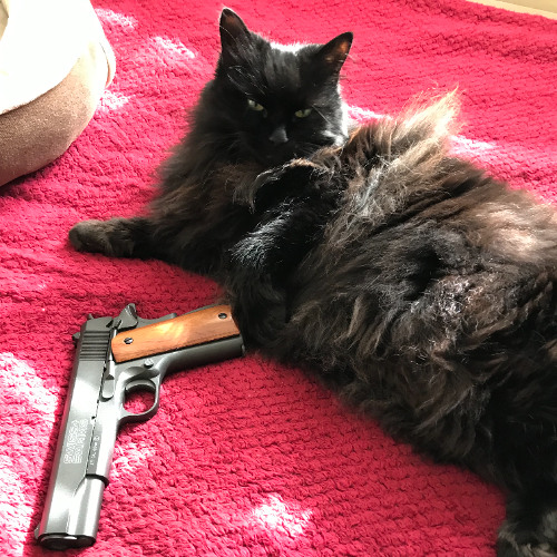 Cat With a Gun