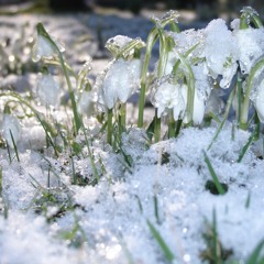 Snowdrop