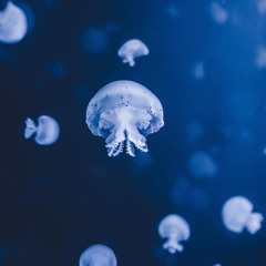 Echoes seas