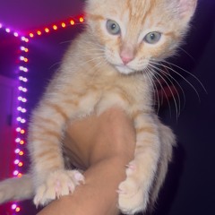 Face Card (feat.LLOADED)