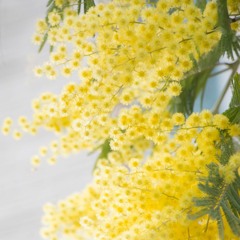 NLS - 2021 - 10 - 12PM - The Essence Of Joy