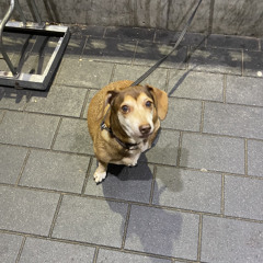 LILCAK3 - я устал