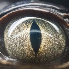 "Glimpse of Us" - Joji (Odd-Man Remix)