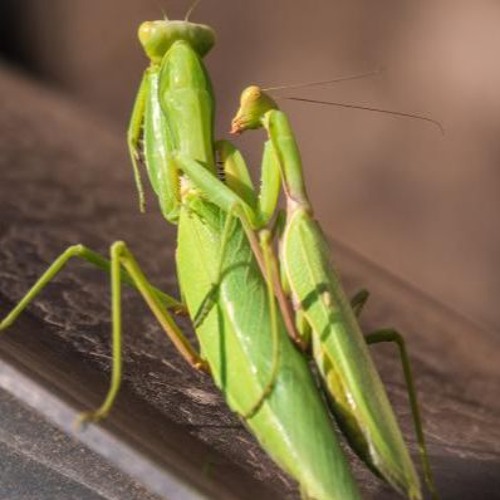 Ducati X Joy Of Pain (B4KK4R4 blend)