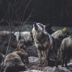My Wolves