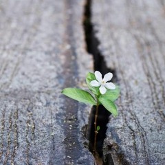 "الذين صبروا وعلى ربهم يتوكلون" 🤎   _عبد الرحمن مسعد