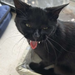 vampire