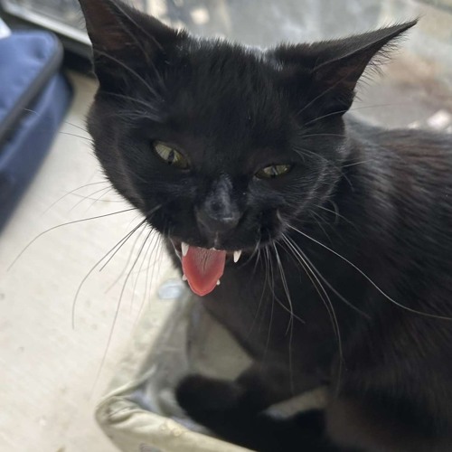 vampire