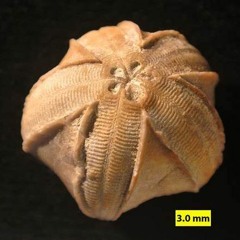 Blastoid (Loop)