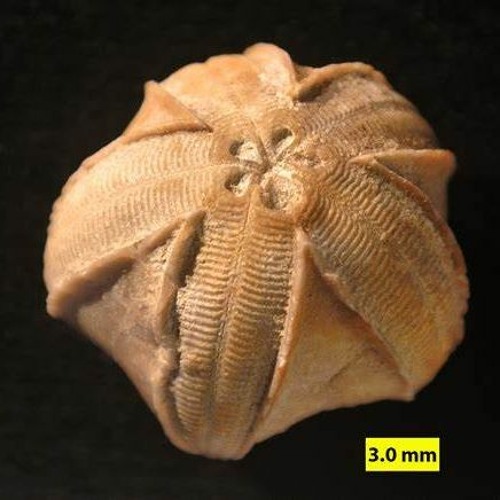 Blastoid (Loop)