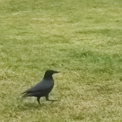 About the jogger (feat. Gillham)